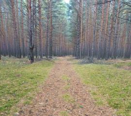 Прирезка лесных участков Кадастровые работы в Камско-Устьинском районе